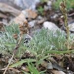 Artemisia glacialis List