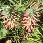 Euphorbia × angustata Feuille