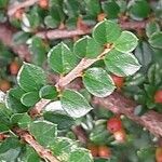 Sorbaria tomentosa Hoja