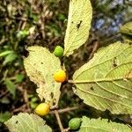 Celtis iguanaea Плод