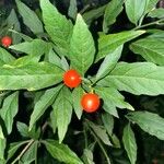 Solanum pseudocapsicum Lapas