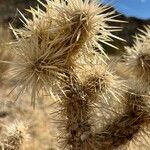 Cylindropuntia echinocarpa ᱥᱟᱠᱟᱢ