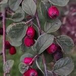 Cotoneaster zabelii ഇല