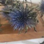 Eryngium hookeri Flower