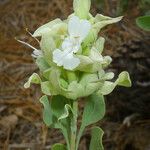 Salvia pachyphylla Flor