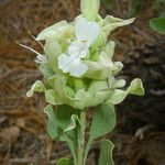 Salvia pachyphylla Цвят