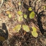 Vaccinium arboreum Leaf