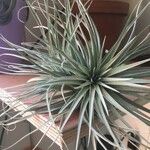 Tillandsia pohliana 葉