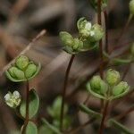 Radiola linoides Blomma