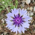 Centaurea cyanusŽiedas