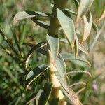 Euphorbia cassia Blad