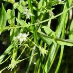 Stellaria alsine Blomst