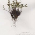 Asplenium x alternifolium 形態