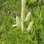 Veratrum stamineum Fiore