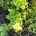 Galium tricornutum Folha