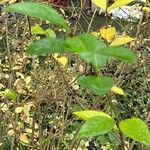 Ligustrum ovalifolium Blatt