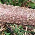 Phellodendron amurense Bark