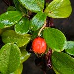 Cotoneaster dammeri फल