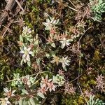 Sedum hispanicum Habit