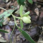 Mendoncia brenesii Fruit