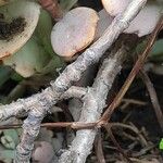 Kalanchoe laxiflora 树皮