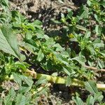 Amaranthus graecizans पत्ता