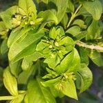 Abelia mosanensis Кветка