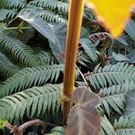 Begonia angularis Bark