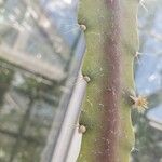 Disocactus ackermannii ഇല