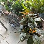 Chrysothemis pulchella Yaprak