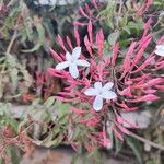 Jasminum polyanthum फूल