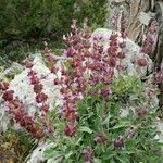 Salvia multicaulis Habit