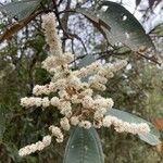Miconia elata 花
