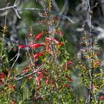 Keckiella ternata Агульны выгляд