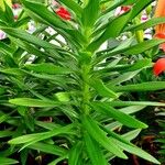 Lilium bulbiferum Leaf