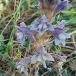 Orobanche rosmarina Habitus