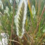 Polypogon maritimus 花