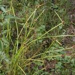 Schoenoplectiella mucronata Habit