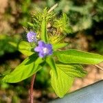 Jacquemontia tamnifolia Blatt