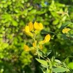 Lathyrus pratensisFiore