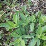 Plantago rhodosperma Leaf