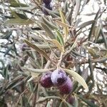 Olea europaeaफल