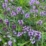 Thymus praecox Flower