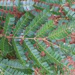 Albizia adianthifolia Delienn