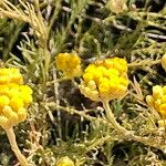 Helichrysum stoechas Цветок