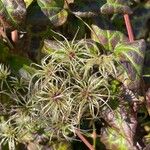 Clematis virginiana Fruto
