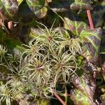 Clematis virginiana Fruit