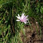 Scorzonera purpurea Flower