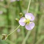 Alisma plantago-aquatica Floare