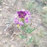 Cleome serrulata Flower